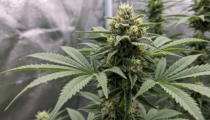 Mature cannabis plant ready for harvest, with visible pistils and trichomes showing optimal ripeness for harvest.