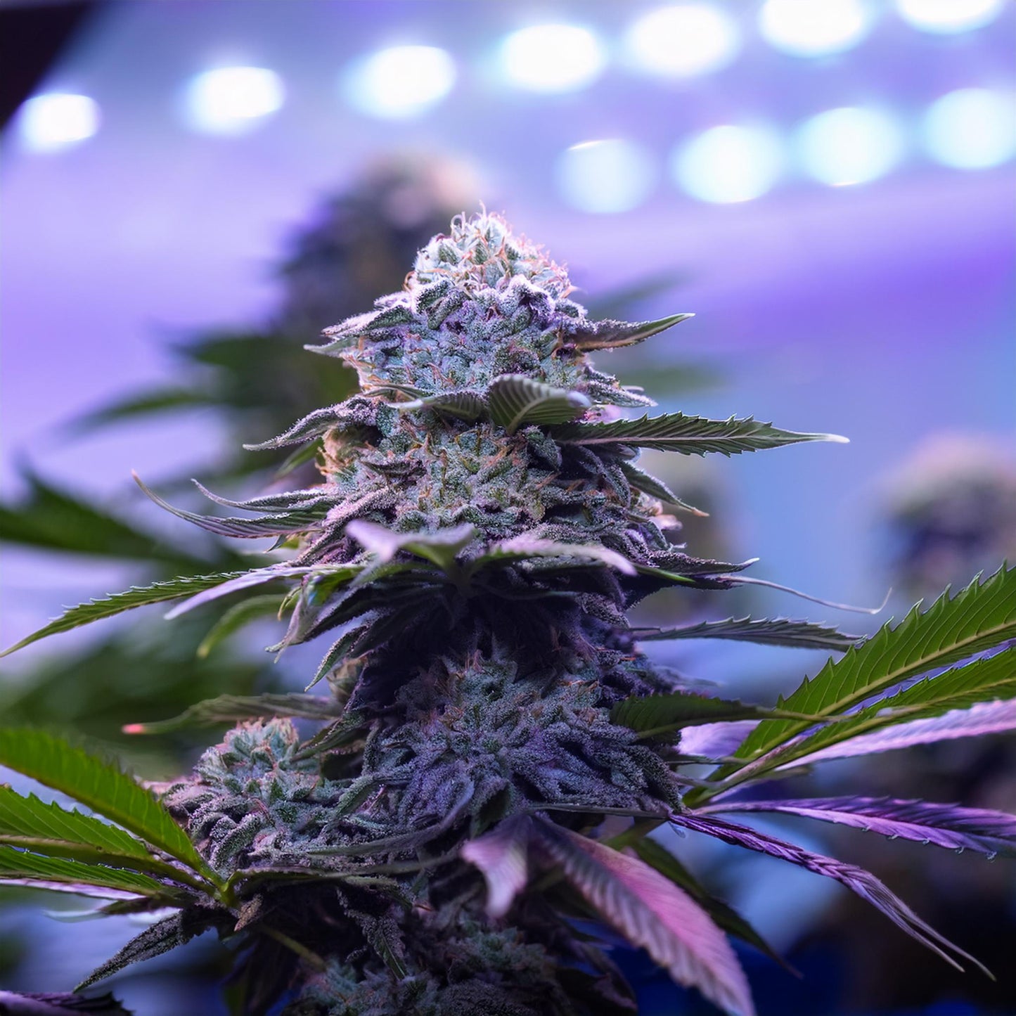 Blueberry THCA Hemp Flower – Exotic Indoor Grown (AAA-Grade) – AAA-grade, indoor-grown hand-trimmed cannabis buds – detail view | Hurcann