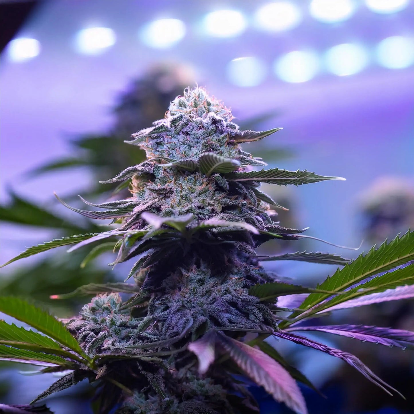 Blueberry THCA Hemp Flower – Exotic Indoor Grown (AAA-Grade) – AAA-grade, indoor-grown hand-trimmed cannabis buds – detail view | Hurcann