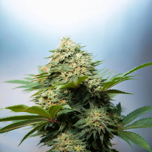 Cakelato THCA Hemp Flower – Exotic Indoor Grown (AAA-Grade) – AAA-grade, indoor-grown hand-trimmed cannabis buds – detail view | Hurcann