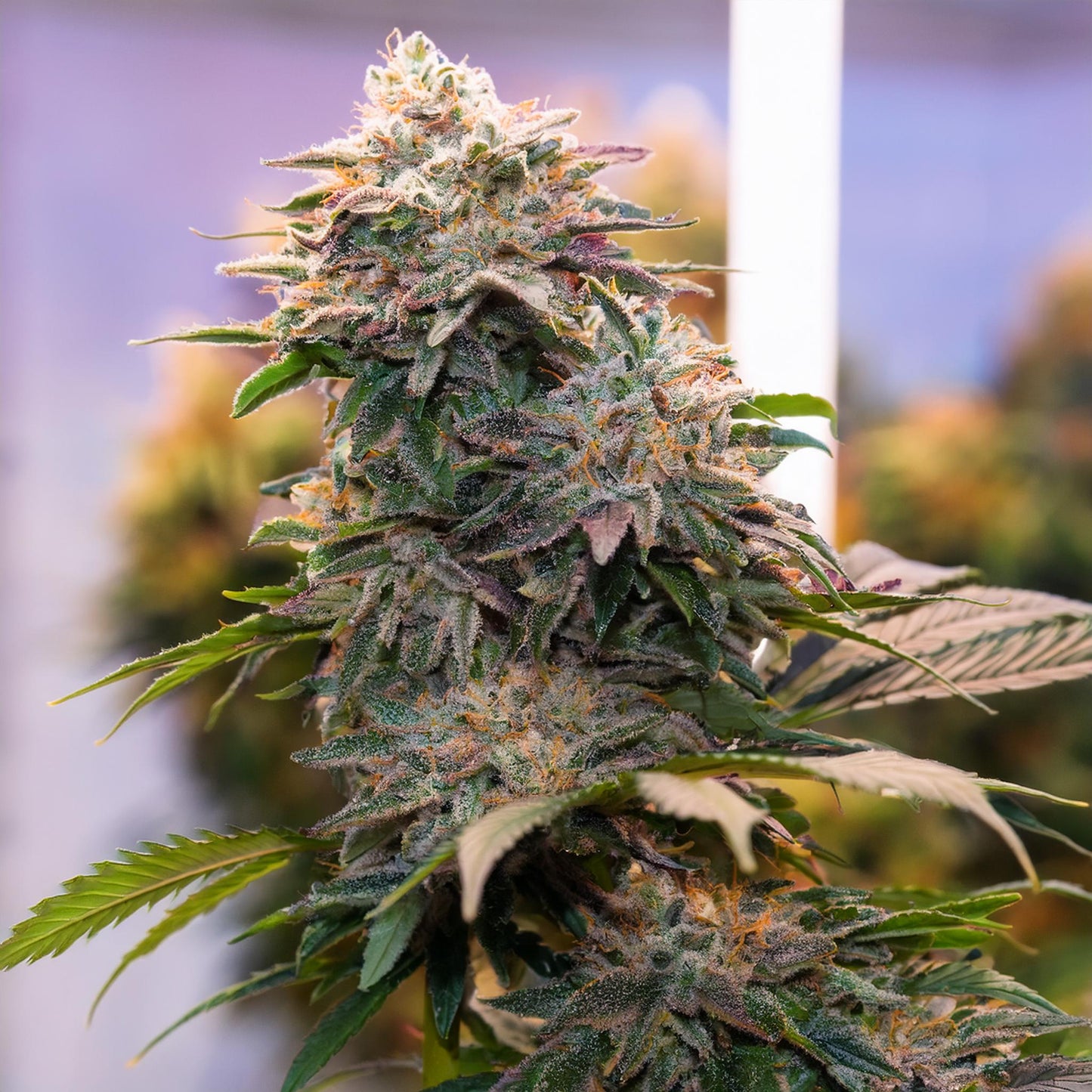 Cereal Milk THCA Hemp Flower – Exotic Indoor Grown (AAA-Grade) – AAA-grade, indoor-grown hand-trimmed cannabis buds – detail view | Hurcann