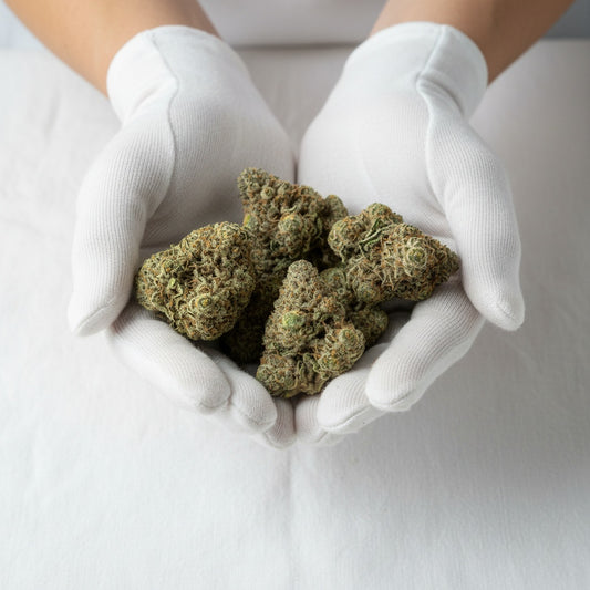 With a prism of green, purple, and orange, coated in a dense trichome layer.