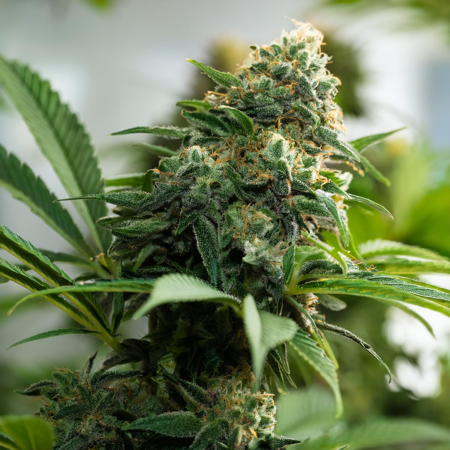 Birthday Cake THCA Hemp Flower – Exotic Indoor Grown (AAA-Grade) – AAA-grade, indoor-grown hand-trimmed cannabis buds – detail view | Hurcann