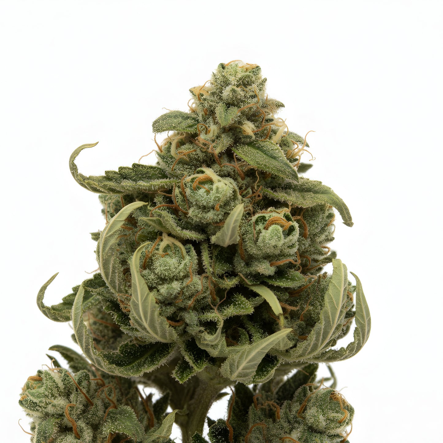 Close-up zoom of Moonblast THCa hemp flower indica AAA grade, focusing on dense bud structure and glowing silver trichomes | Hurcann