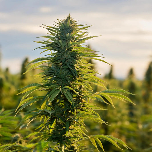 Blue Cheese THCA Hemp Flower – Outdoor Grown (A-Grade) – A-grade, outdoor-grown hand-trimmed cannabis buds – detail view | Hurcann