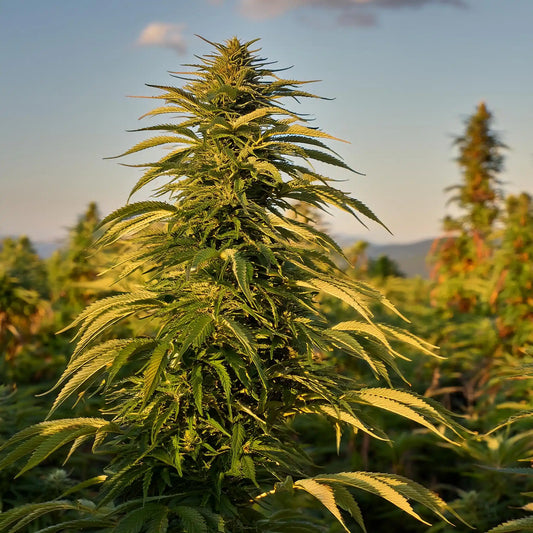 Death Star THCA Hemp Flower – Outdoor Grown (A-Grade) – A-grade, outdoor-grown hand-trimmed cannabis buds – detail view | Hurcann