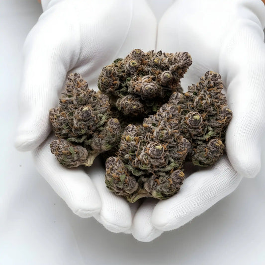 Gloves photo handling Grape Cherry Gelato THCA hemp flower AAA grade for wholesale, highlighting sticky resin coverage, orange hairs, and grape cherry vanilla aroma | Hurcann