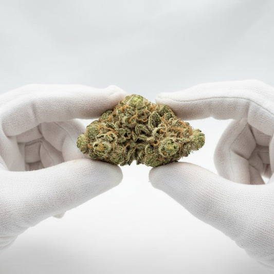 The structure is compact and resinous, showcasing premium quality.