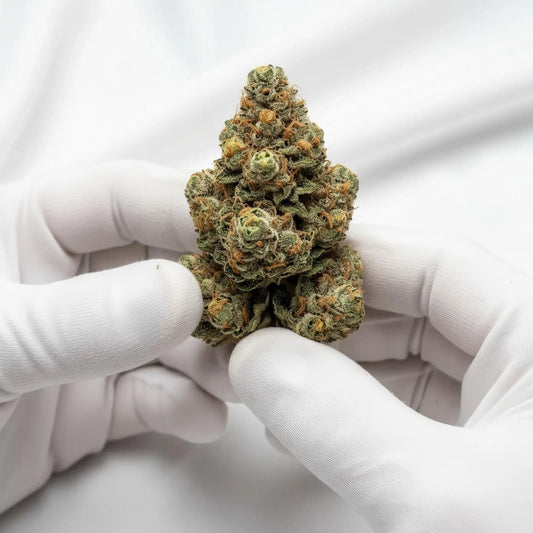 Gloves photo handling Divinity THCA hemp flower AAA grade for wholesale, showing sparkling resin, olive green and purple buds, and aromatic berry vanilla terpene profile | Hurcann