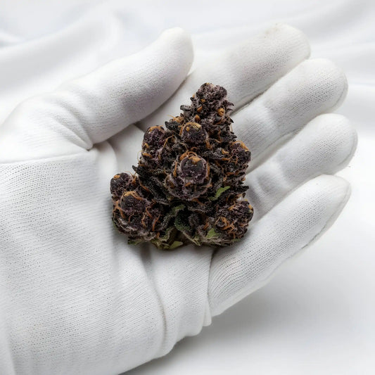 Gloves photo handling Jealousy THCA hemp flower AA grade for wholesale, emphasizing dense nug structure and trichome frost | Hurcann