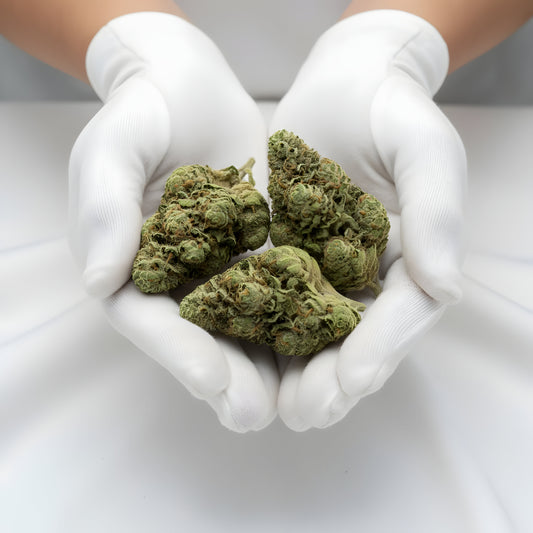 Gloves photo handling Gary Eyes THCA hemp flower AA grade for wholesale, highlighting compact bud structure and heavy trichome density