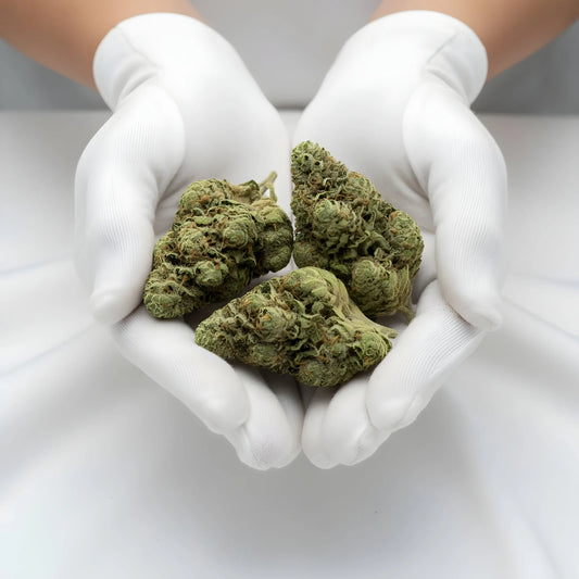 Gloves photo handling Gary Eyes THCA hemp flower AA grade for wholesale, highlighting compact bud structure and heavy trichome density | Hurcann