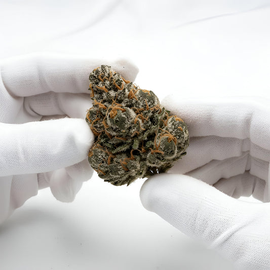 Gloves photo handling Glitter Bomb THCA hemp flower AAA grade for wholesale, highlighting sticky resin, dense trichome coverage, and sweet berry bubblegum aroma