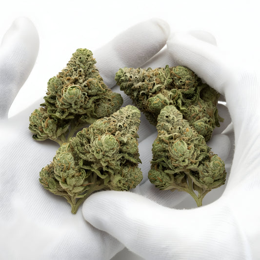 Gloves handling photo of Afghani Kush THCa hemp flower AA grade for wholesale, emphasizing resin-rich buds and landrace structure