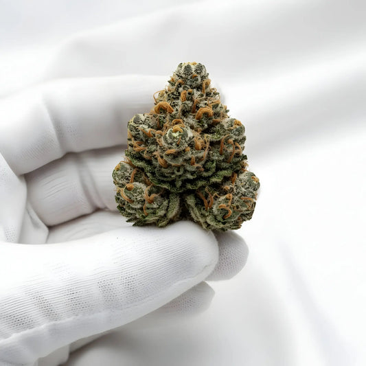 Gloves photo handling Oh La La THCA hemp flower AAA grade for wholesale, highlighting shimmering resin, pastel coloration, and creamy dessert aroma | Hurcann