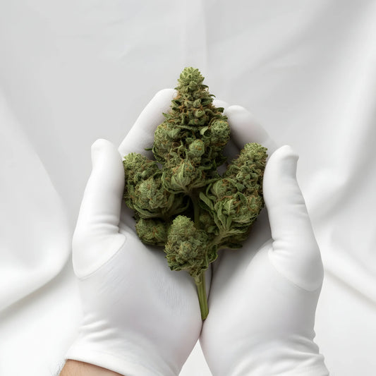 Gloves photo of Jungle Fuel THCa Hemp Flower showing careful handling of dense hybrid buds, resin-rich trichomes, and premium wholesale AAA-grade quality | Hurcann