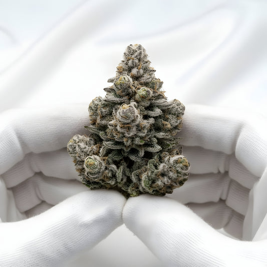 Gloves photo handling Oreoz Blizzard THCA hemp flower AAA grade for wholesale, highlighting sticky crystal coated buds with chocolate vanilla dessert aroma