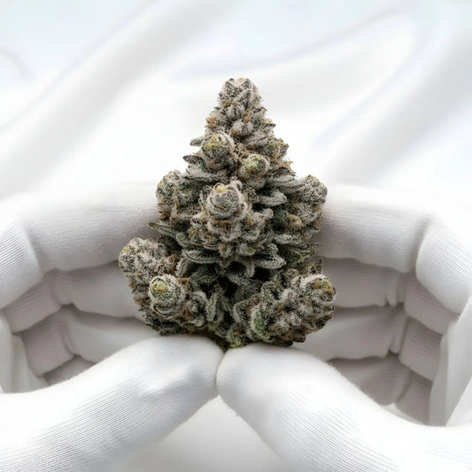 Gloves photo handling Oreoz Blizzard THCA hemp flower AAA grade for wholesale, highlighting sticky crystal coated buds with chocolate vanilla dessert aroma | Hurcann