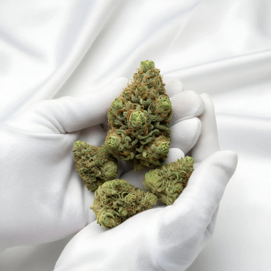 Gloves photo handling King Kong Killer THCA hemp flower AAA grade for wholesale, highlighting sticky resin coverage, thick amber hairs, and strong earthy diesel aroma | Hurcann