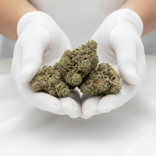 Mitten Cake Badder buds are dense, with dark green tones and amber pistils covered in a thick trichome coating that glistens under light.