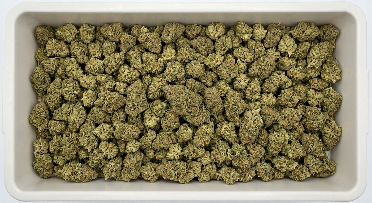 Lifter CBD Hemp Flower — bin