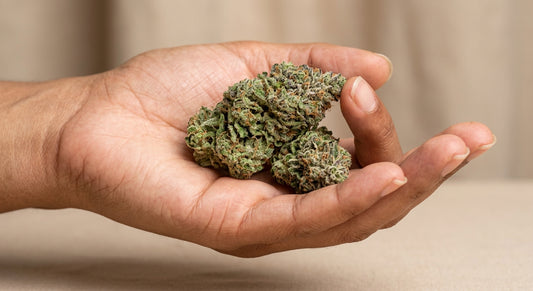 Raspberry Bear Claw CBD Hemp Flower — Indoor Grown | Premium | 3.5g – 28g — inhand