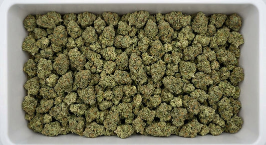 Sour Brulee CBD Hemp Flower — Premium | Wholesale Bulk | 1 lb – 5 lbs — wholesale-bin