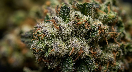 Sour Space Candy CBD Hemp Flower — Indoor Grown | Premium | 3.5g – 28g — closeup