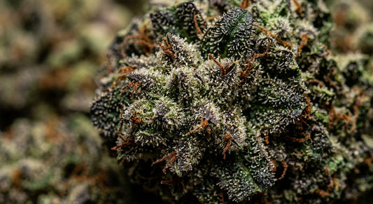Sour Space Candy CBD Hemp Flower — Indoor Grown | Wholesale Bulk | 1 lb – 5 lbs — wholesale-closeup