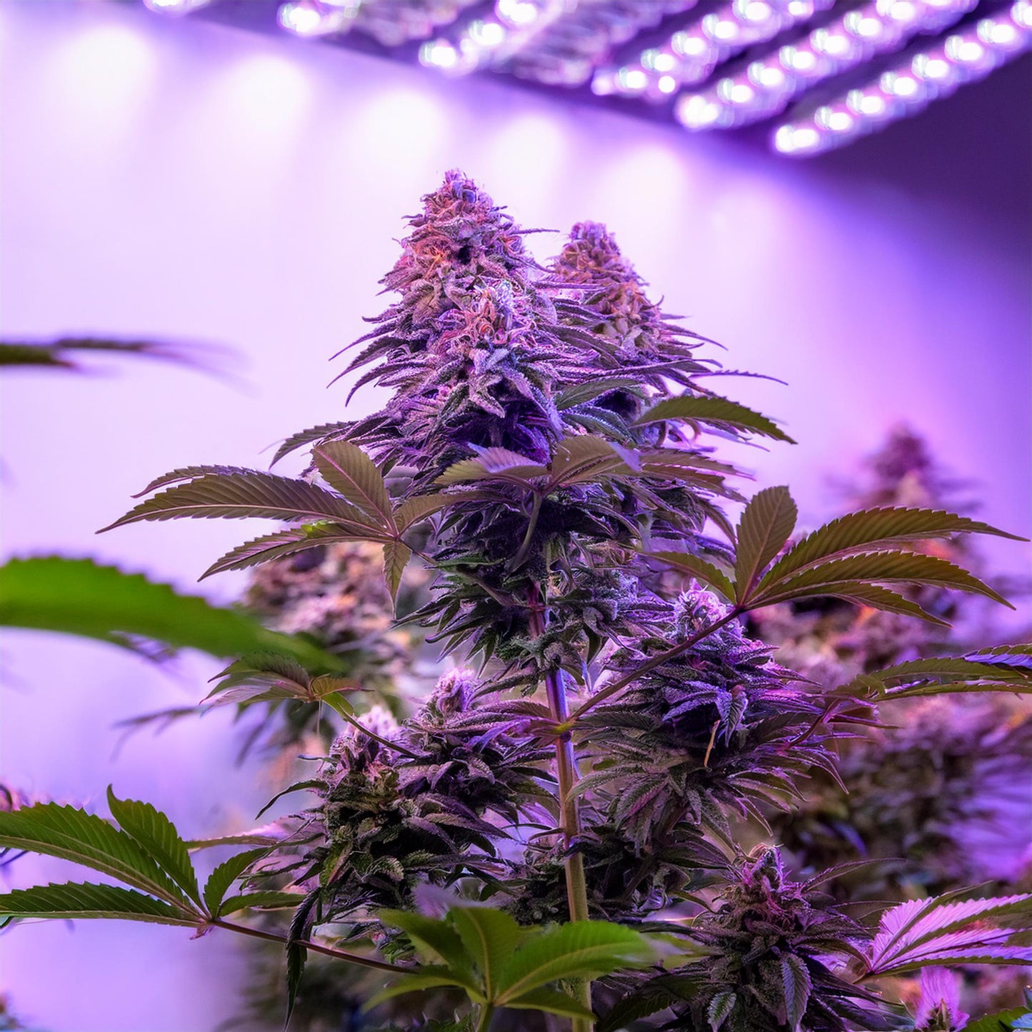 Jealousy THCA Hemp Flower – Exotic Indoor Grown (AAA-Grade) – AAA-grade, indoor-grown hand-trimmed cannabis buds – detail view | Hurcann