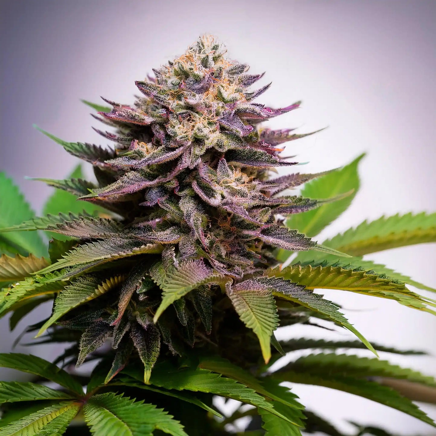 Lemon Cherry Gelato THCA Hemp Flower – Exotic Indoor Grown (AAA-Grade) – AAA-grade, indoor-grown hand-trimmed cannabis buds – detail view | Hurcann