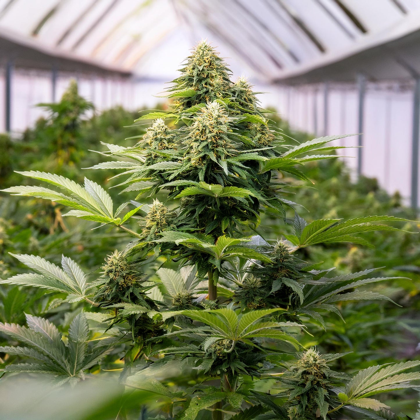 Lemon Drop THCA Hemp Flower – Indoor Grown (AA-Grade) – AA-grade, indoor-grown hand-trimmed cannabis buds – detail view | Hurcann