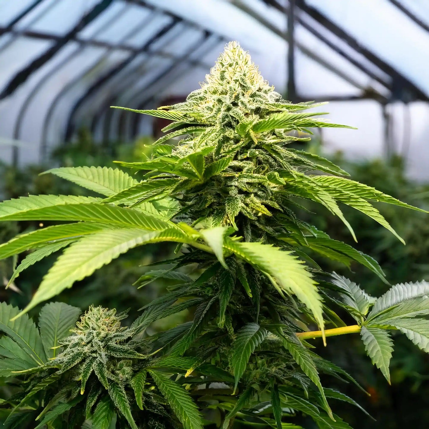 Lemon Sour Diesel THCA Hemp Flower – Indoor Grown (AA-Grade) – AA-grade, indoor-grown hand-trimmed cannabis buds – detail view | Hurcann