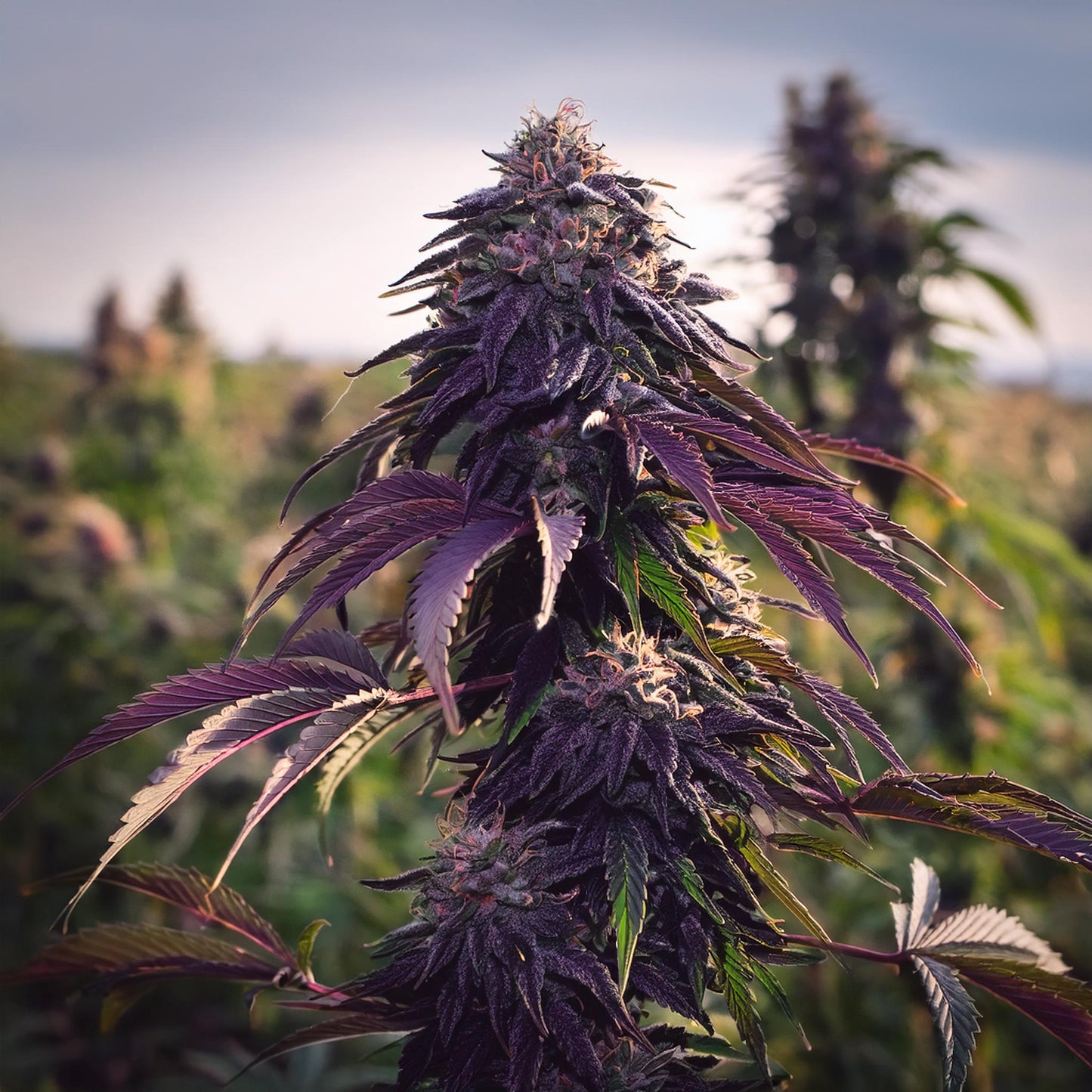 Purple Gelato THCA Hemp Flower – Outdoor Grown (A-Grade) – A-grade, outdoor-grown hand-trimmed cannabis buds – detail view | Hurcann