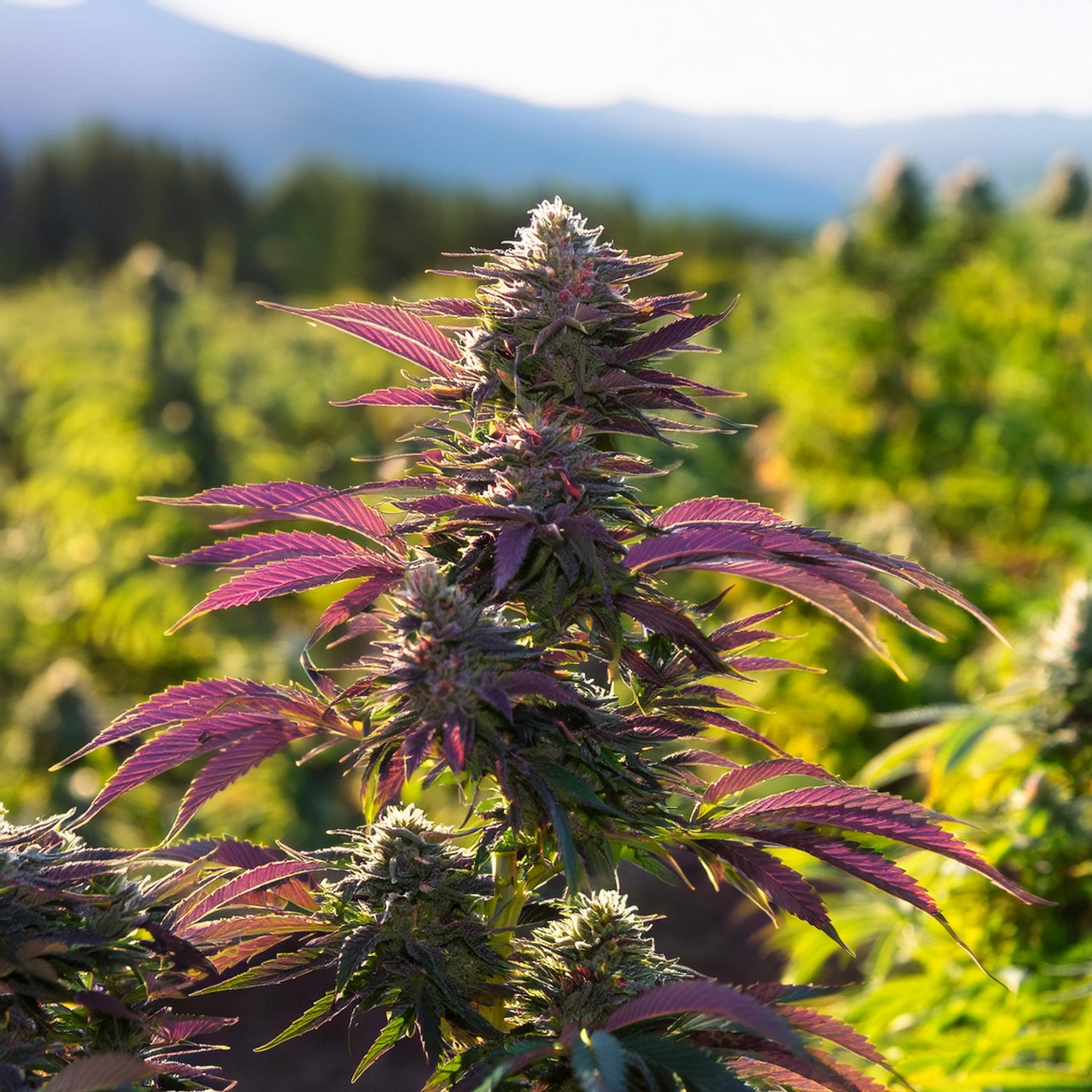 Purple Haze THCA Hemp Flower – Outdoor Grown (A-Grade) – A-grade, outdoor-grown hand-trimmed cannabis buds – detail view | Hurcann