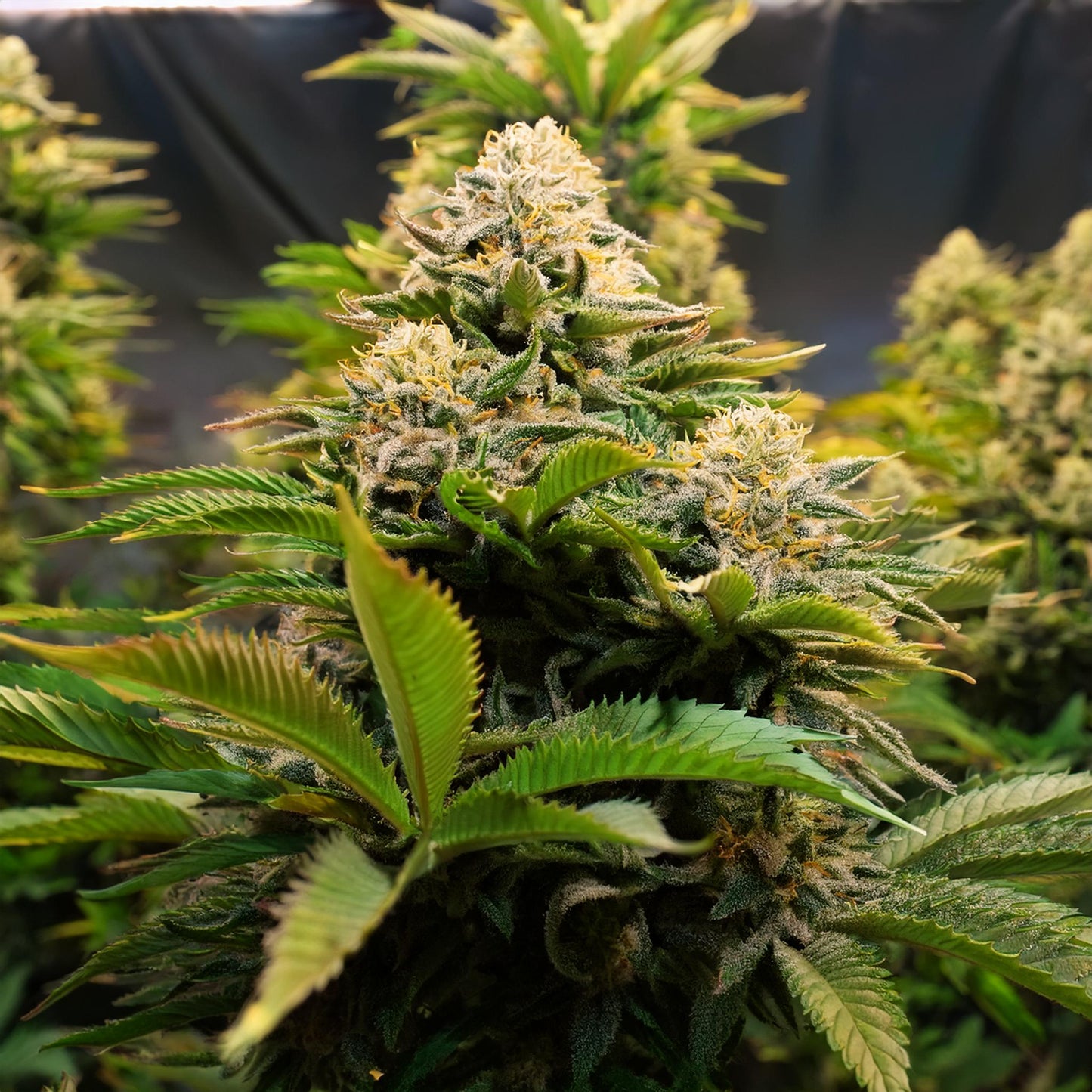 Wonderbread THCA Hemp Flower – Exotic Indoor Grown (AAA-Grade) – AAA-grade, indoor-grown hand-trimmed cannabis buds – detail view | Hurcann