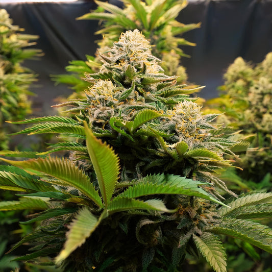 Wonderbread THCA Hemp Flower – Exotic Indoor Grown (AAA-Grade)