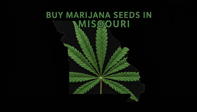 A graphic featuring a cannabis leaf over the Missouri state outline with bold text promoting marijuana seed purchases | Hurcann