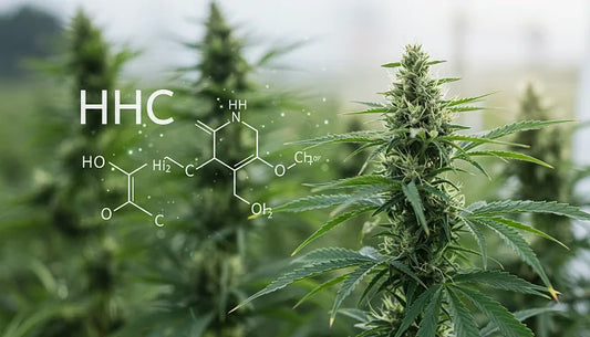 A hemp plant with glistening buds in the foreground, a hydrogen molecule overlay, and a split background of a field and lab | Hurcann