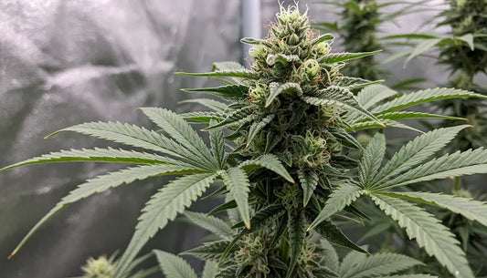 Mature cannabis plant ready for harvest, with visible pistils and trichomes showing optimal ripeness for harvest | Hurcann