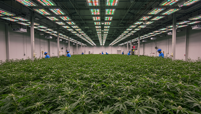 A large-scale cannabis cultivation farm with healthy plants under bright grow lights, representing the industry's growth.