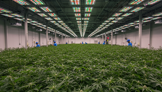 A large-scale cannabis cultivation farm with healthy plants under bright grow lights, representing the industry's growth.