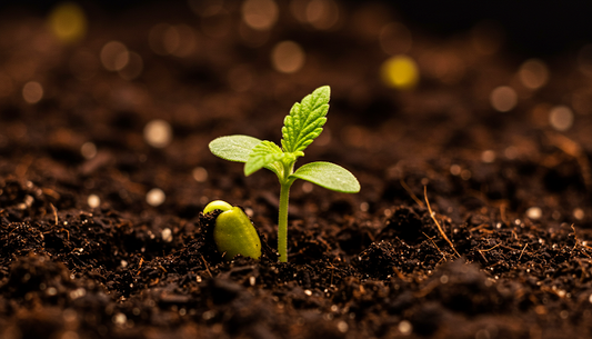 Cannabis seedling emerging from soil under warm indoor lighting.