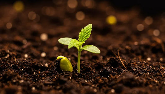 Cannabis seedling emerging from soil under warm indoor lighting | Hurcann