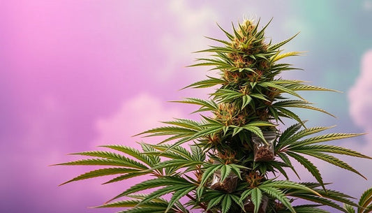 Cannabis plant with wholesaler bags and seeds, against purple-green sky with golden accents.
