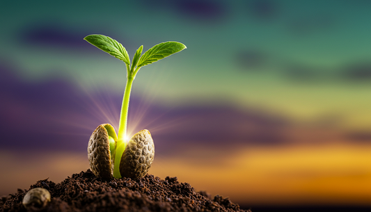 Cannabis seed with a radiant green sprout against a purple-green dawn sky and golden horizon.