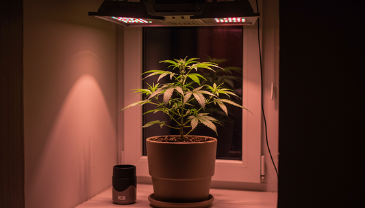 A lush cannabis plant in a sleek pot sits on a windowsill, illuminated by grow lights, blending nature with modern indoor living.