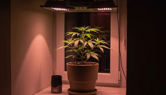 A lush cannabis plant in a sleek pot sits on a windowsill, illuminated by grow lights, blending nature with modern indoor living | Hurcann