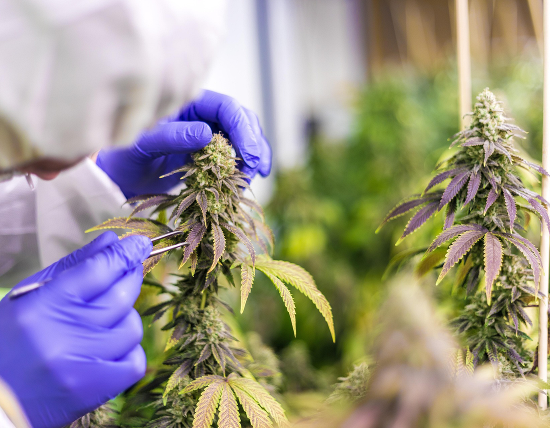 A cannabis cultivation expert wearing a protective suit, blue gloves, and a face mask carefully inspecting a CBD flower plant using tweezers