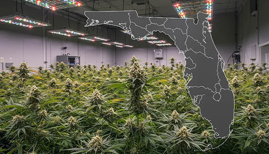 Legal marijuana cultivation facility in Florida with mature cannabis plants under grow lights | Hurcann